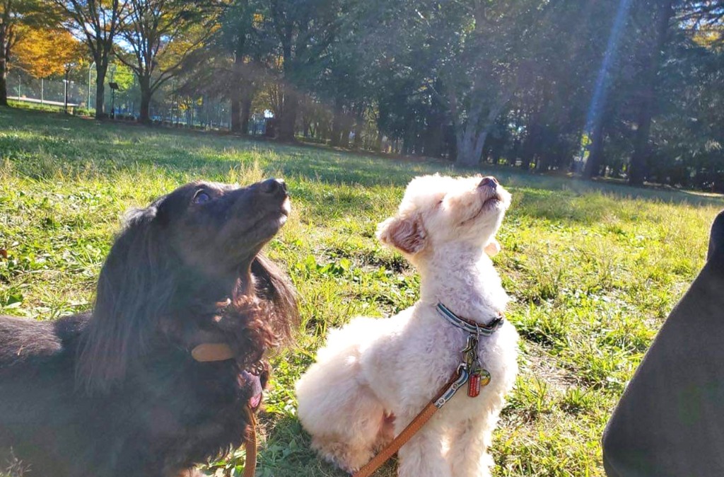 愛犬と暮らす喜びをもっとあなたに